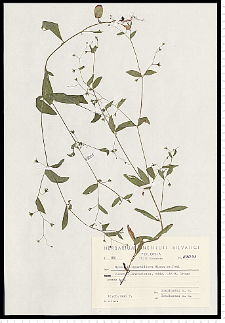 Myosotis sparsiflora Pohl