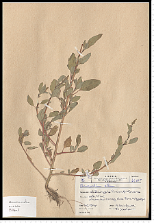 Chenopodium strictum Roth