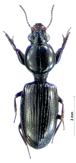 Dyschirius nitidus (Dejean, 1825)