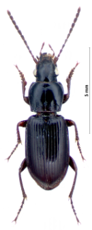 Pterostichus minor (Gyllenhal, 1827)