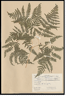 Pteridium aquilinum (L.) Kuhn