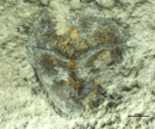 Goniodromites species