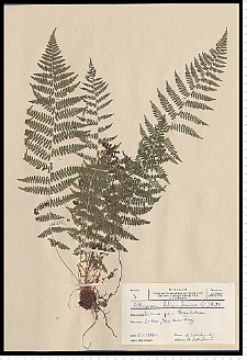 Athyrium filix-femina (L.) Roth