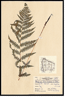 Athyrium filix-femina (L.) Roth