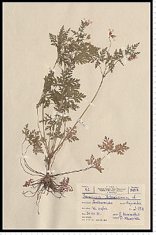 Geranium robertianum L.