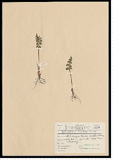 Botrychium lunaria (L.) Sw.