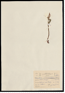 Botrychium matricariifolium (Retz.) A. Braun ex W. D. J. Koch