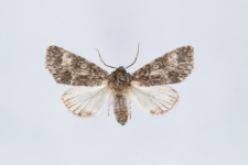 Acronicta megacephala