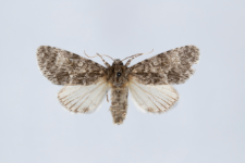 Acronicta megacephala