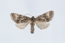 Acronicta megacephala