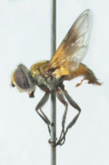 Ectophasia oblonga (Robineau-Desvoidy, 1830)