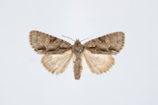 Acronicta srigosa