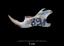 Apodemus sylvaticus