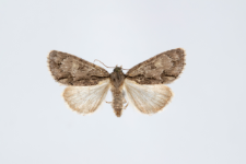 Acronicta srigosa
