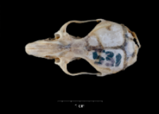 Apodemus sylvaticus