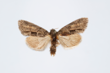 Cryphia fraudaricula