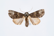 Craniophora ligustri