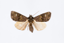 Craniophora ligustri