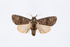Craniophora ligustri