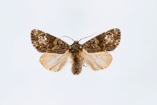 Craniophora ligustri