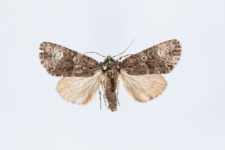 Craniophora ligustri