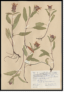 Prunella grandiflora (L.) Scholler
