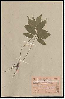 Aegopodium podagraria L.