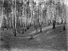Koprzywnica koło Sandomierza : las brzozowy
