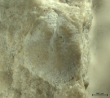 Goniodromitidae