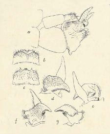 Tipulidae (Dipt.)