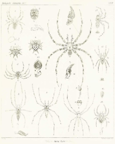 Beitr&auml;ge zur Kenntniss der Spinnenfauna Madagascars