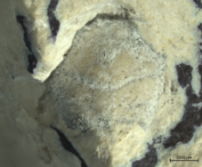 Goniodromites serratus