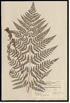 Dryopteris dilatata (Hoffm.) A. Gray