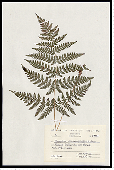 Dryopteris dilatata (Hoffm.) A. Gray