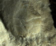 Goniodromites kubai
