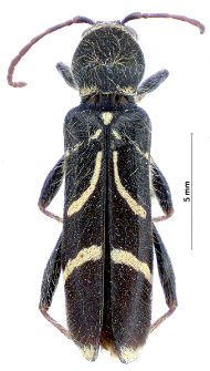 Cyrtoclytus capra (E.F. Germar, 1824)