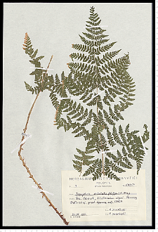 Dryopteris dilatata (Hoffm.) A. Gray