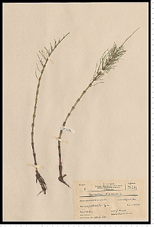 Equisetum fluviatile L.