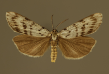 Coscinia cribraria (Linnaeus, 1758)