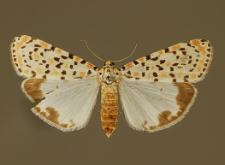 Utetheisa pulchella (Linnaeus, 1758)