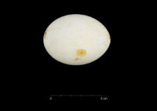 Pygoscelis adeliae