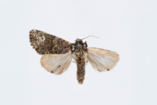 Craniophora ligustri