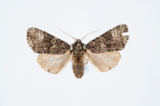 Craniophora ligustri