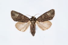 Craniophora ligustri