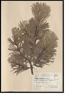 Pinus mugo Turra