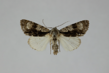 Acronicta alni
