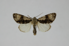 Acronicta alni