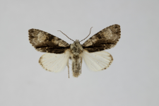 Acronicta alni
