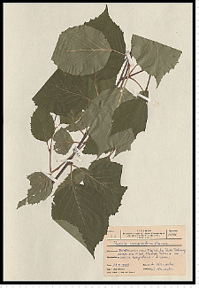 Betula papyrifera Marsh.