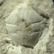 Goniodromites kubai